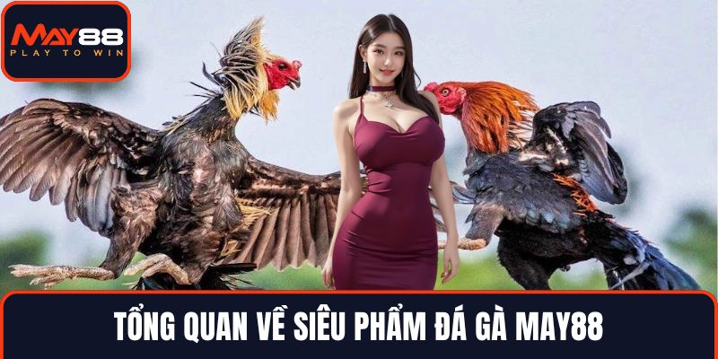 Tổng quan về siêu phẩm đá gà MAY88